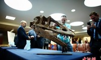 美国政府归还蒙古6种恐龙化石