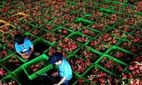 澳大利亚开始考虑进口越南新鲜火龙果