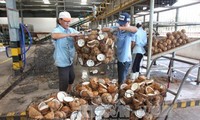 今年头8个月越南农林水产品出口创汇200多亿美元