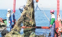越南1300名渔业部门劳动者有机会到韩国工作