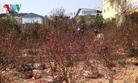 春节临近桃花价格猛涨