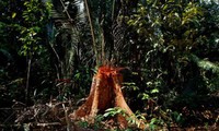 亚马孙森林面积日益减少
