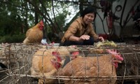 世卫组织：H7N9禽流感病毒出现变异
