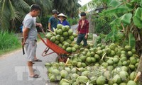 前江省鲜椰子价格猛涨