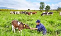 越南乳制品股份公司大叻有机奶牛农场落成