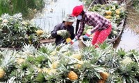 越南南方前江省菠萝价格猛涨