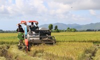 越南新稻价格微涨 大米出口出现积极信号