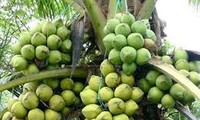 茶荣省干椰子价格猛涨