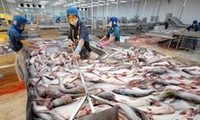 越南查鱼价格上涨
