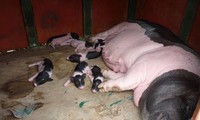 广宁省的珍贵稀有的猪种-芒街猪