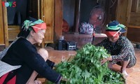 高菩乡发展雪山茶种植业