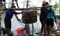  越南农林水产贸易顺差约33亿美元