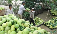 美国对越南柚子产品开放市场