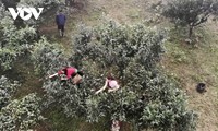 被列入越南遗产树名单的山萝古茶树