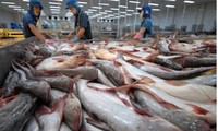 越南查鱼征服了140多个市场