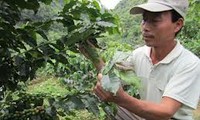Setzlinge-Anbau im Mekong-Delta