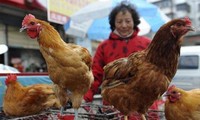 Noch kein Vogelgrippe-Virus H7N9 in Vietnam entdeckt