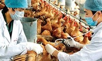 Bekämpfung der Vogelgrippe in Vietnam