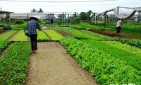 Gemüse-Dorf Tra Que in Hoi An ist eine Touristenattraktion