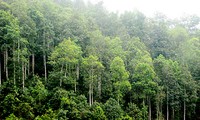 Bauern in Yen Bai verbessern ihr Einkommen durch den Waldbau 