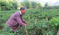 Viele Unternehmen arbeiten mit Bauern in Bac Kan zusammen