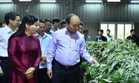 Premierminister Nguyen Xuan Phuc leitet Landeskonferenz über Pflanzenheilkunde in Vietnam