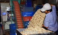 Vietnamesischer Export liegt gut im Rennen