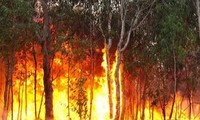 Australien: Gründung der Behörde zur Belebung der Waldbrände