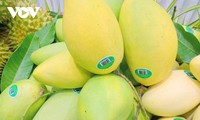 Bemühungen zur Erneuerung in der Reis- und Mango-Wertschöpfungskette in Kien Giang 
