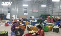 Bauern in Dong Thap exportieren Mango ins Ausland