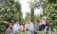 Förderung der nachhaltigen Produktion und des Handels von vietnamesischem Pfeffer