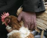  Two Chinese dead from H7N9 bird flu