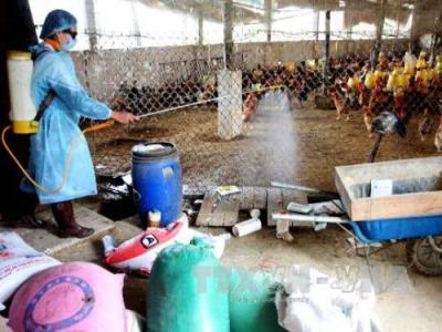 Efforts geared up to prevent avian flu  