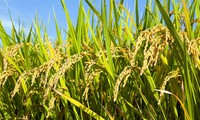 India y Vietnam desplazan a Tailandia como primer exportador de arroz
