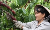 Buen rumbo de las relaciones agrícolas entre Vietnam y Japón