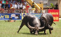 Peculiar Festival de Pelea de Búfalos de Do Son