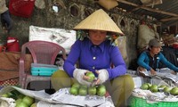 Vietnam exportará primer lote de caimito a Estados Unidos
