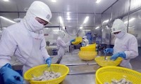 Vietnam trata de ingresar 4,2 mil millones de dólares de camarones exportados