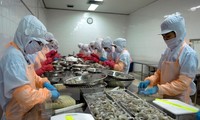 Especialistas pronostican la recuperación del sector camaronero de Vietnam