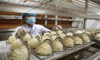 Vietnam explotará potencial de exportación de nidos de pájaro comestibles a China