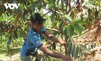 Campesinos de Kon Tum progresan con la aplicación de las nuevas tecnologías en la producción agrícola
