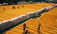2011: año exitoso para la exportación del arroz vietnamita