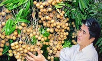 Agricultura, clave en la renovación vietnamita