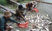 Vietnam planea elevar valor exportador de los pescados Tra (pangasius)