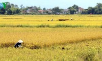 Temporada de cosecha de arroz en Hue