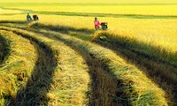 Ha Nam reorganiza producción agrícola