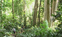Orienta Gobierno vietnamita protección y desarrollo de los bosques