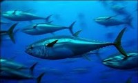 Seminario para aumentar gestión del atún en Vietnam
