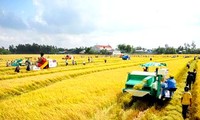 Vietnam impulsa modelo de “Gran campo”