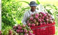 Vietnam y Japón revitalizan vínculos en agricultura